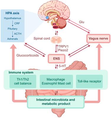 Traditional Chinese medicine for functional gastrointestinal disorders and inflammatory bowel disease: narrative review of the evidence and potential mechanisms involving the brain-gut axis